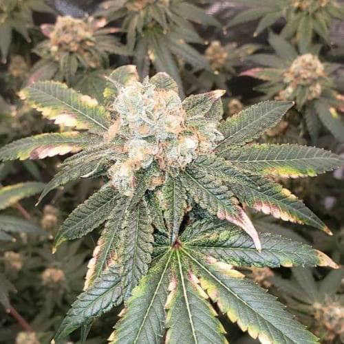 Permanent Storm Seed > Elev8 Seeds | Feminized Cannabis   |  Indica